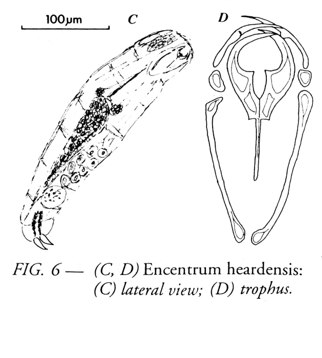 Encentrum heardense - Original description image