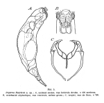Encentrum hofsteni - Original description image