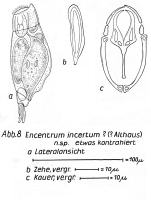 Encentrum incertum - Original description image