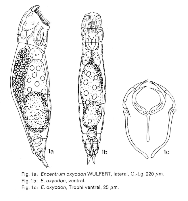 Encentrum incisum