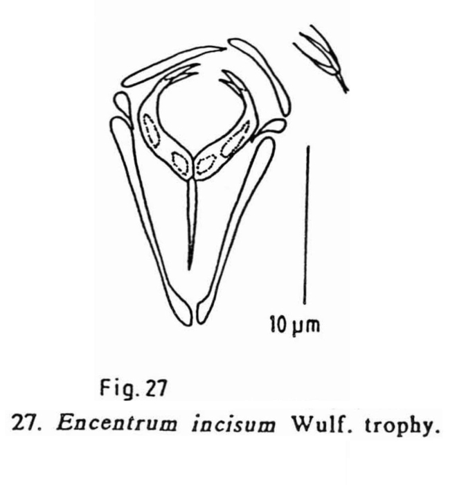 Encentrum incisum