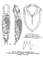 Encentrum incisum - Original description image
