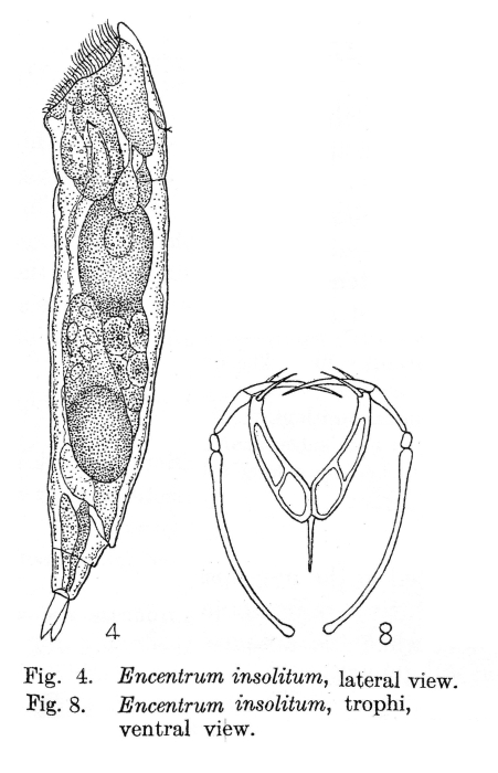 Encentrum insolitum - Original description image