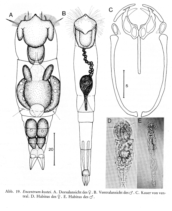 Encentrum kostei - Original description image