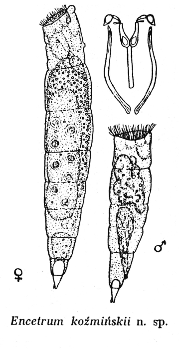 Encentrum kozminskii - Original description image