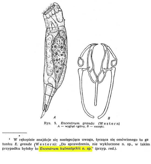 Encentrum kulmatyckii - Original description image