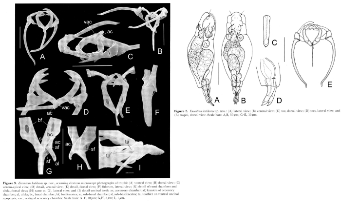 Encentrum kutikovae - Original description image