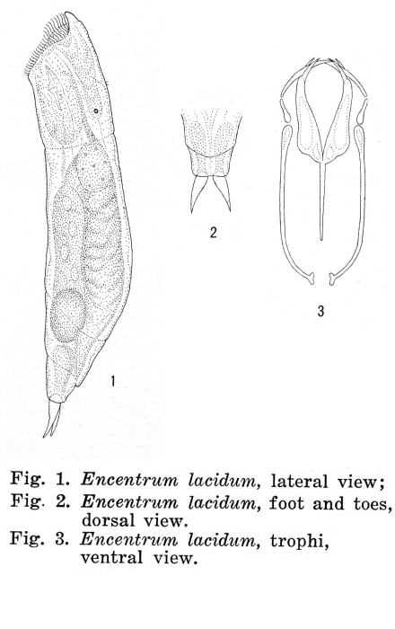 Encentrum lacidum - Original description image