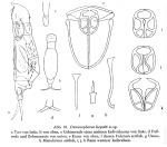 Encentrum liepolti - Original description image