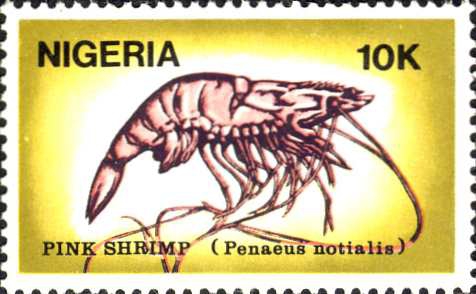 Penaeus notialis Penaeus notialis