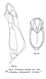 Encentrum limicola - Original description image