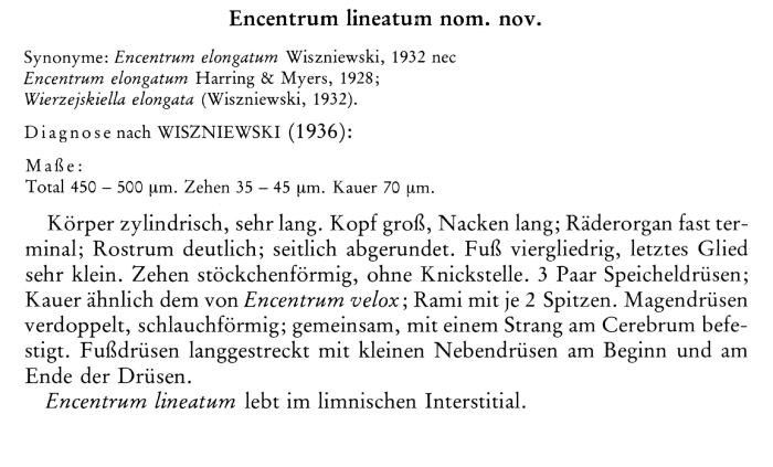 Encentrum lineatum - Original description image