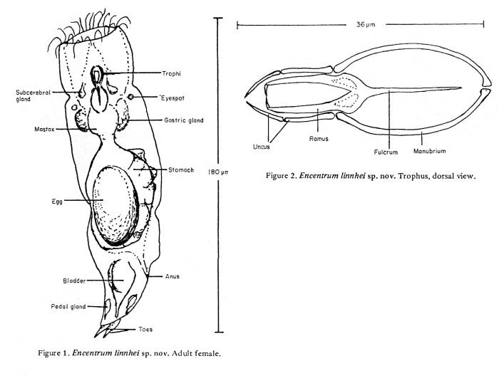 Encentrum linnhei - Original description image
