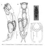 Encentrum listense - Original description image