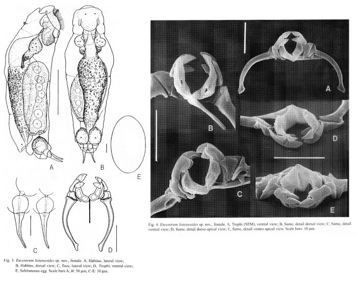 Encentrum listensoides - Original description image