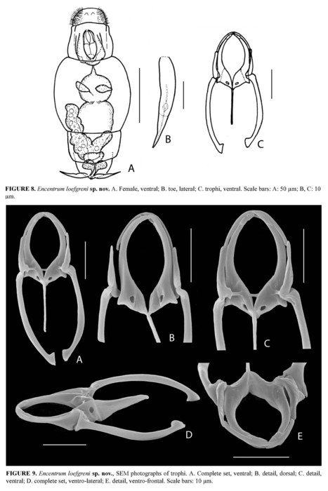 Encentrum loefgreni - Original description image