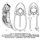 Encentrum longidens - Original description image