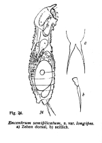 Encentrum longipes - Original description image