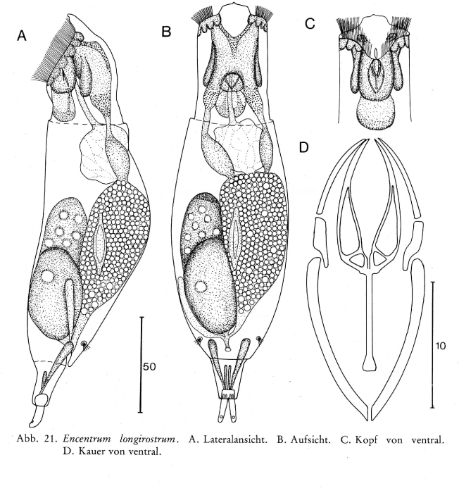 Encentrum longirostrum - Original description image