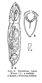 Encentrum lupus