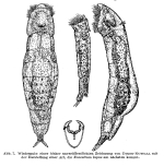 Encentrum lupus