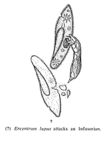 Encentrum lupus
