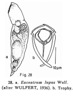 Encentrum lupus
