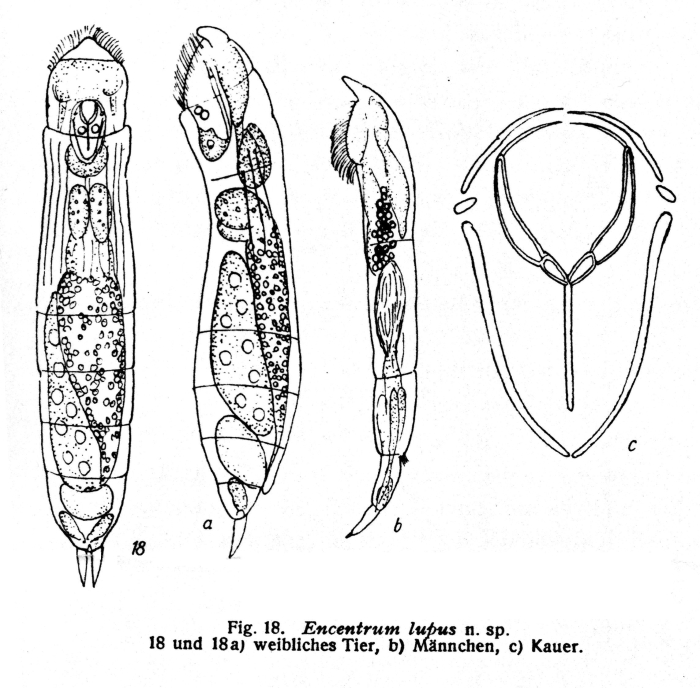 Encentrum lupus - Original description image