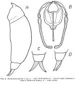 Encentrum mariae - Original description image