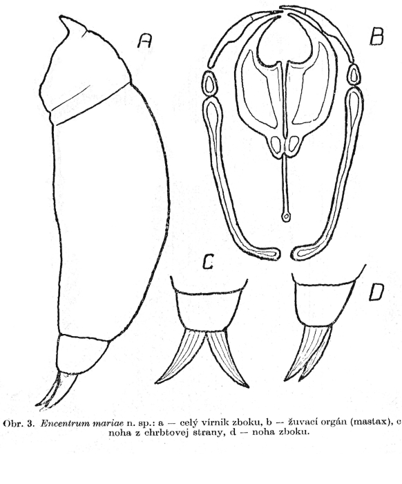 Encentrum mariae - Original description image