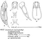 Encentrum marinum