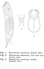 Encentrum marinum