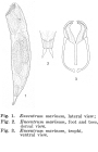 Encentrum marinum