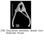 Encentrum marinum