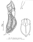 Encentrum marinum