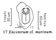 Encentrum marinum