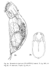 Encentrum marinum