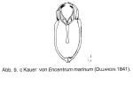 Encentrum marinum