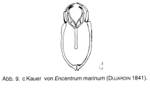 Encentrum marinum