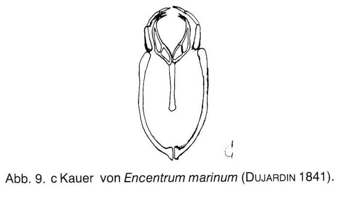 Encentrum marinum Encentrum marinum