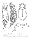 Encentrum marinum