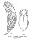 Encentrum marinum