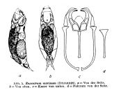 Encentrum marinum