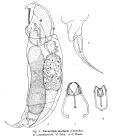 Encentrum marinum