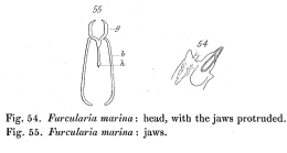 Encentrum marinum