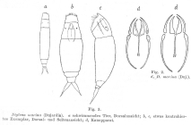 Encentrum marinum