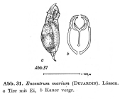 Encentrum marinum