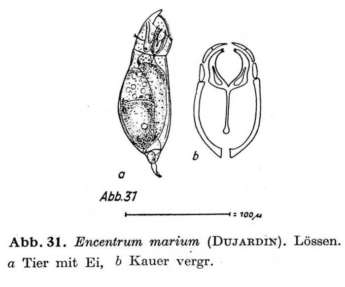 Encentrum marinum Encentrum marinum