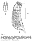 Encentrum marinum