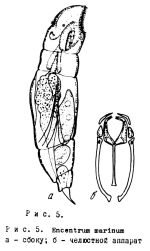 Encentrum marinum